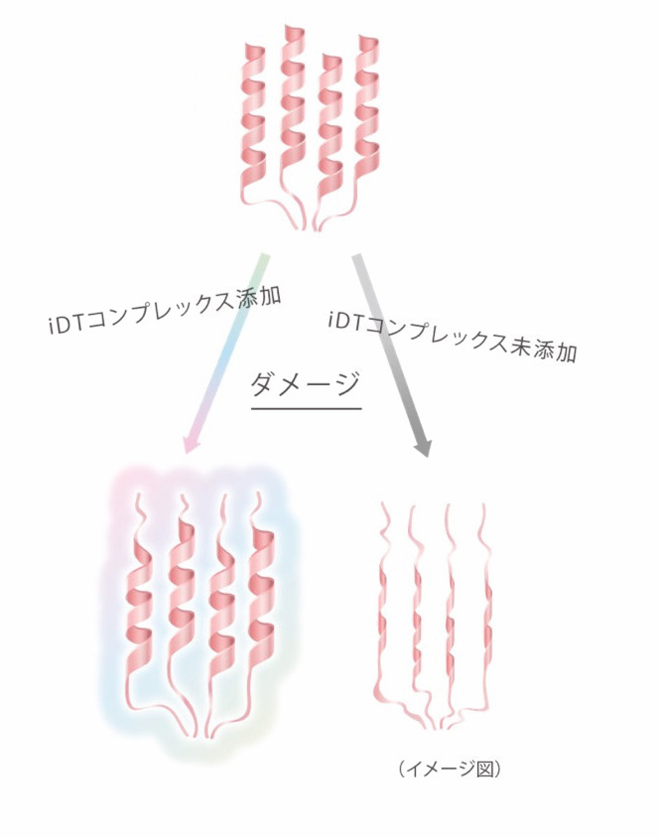 髪のさまざまなダメージから保護し、傷みづらくします。