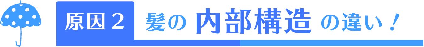 髪の内部構造の違い